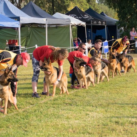 Ambala Kennels – The German Shepherd Dog League of NSW Inc