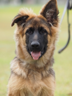 Ambala Kennels – The German Shepherd Dog League of NSW Inc